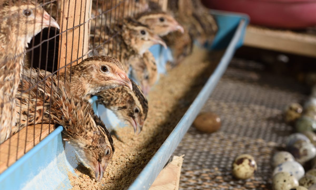 Codornas criadas em escala comercial botando novos