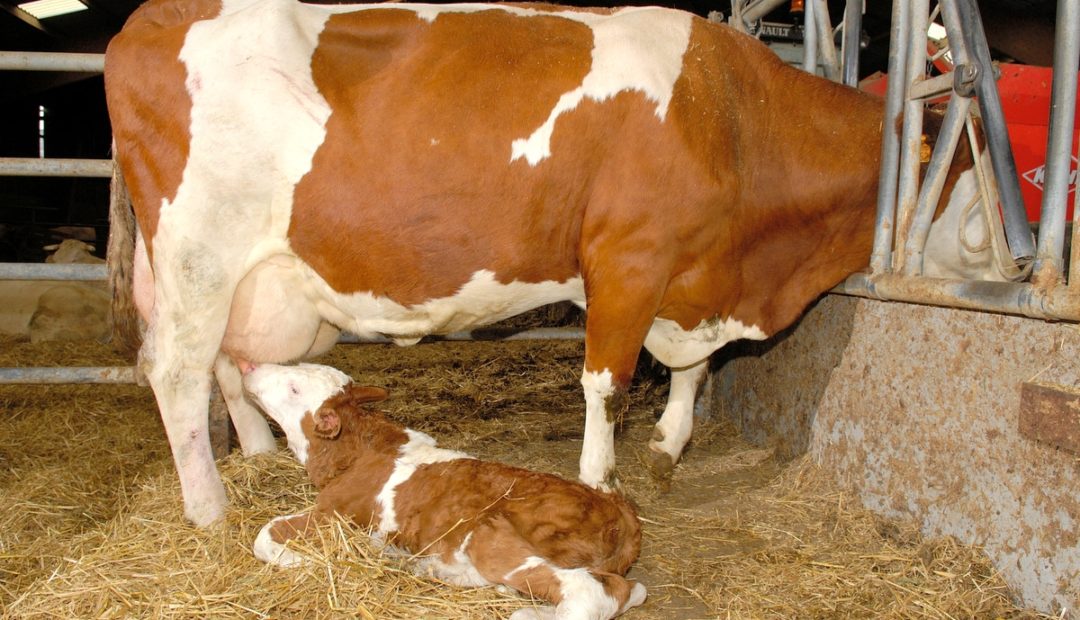 Colostro bovino: importância para os bezerros