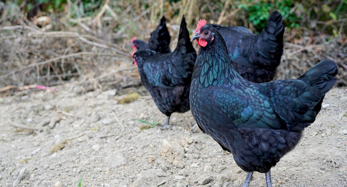 Galinhas da raça australorp
