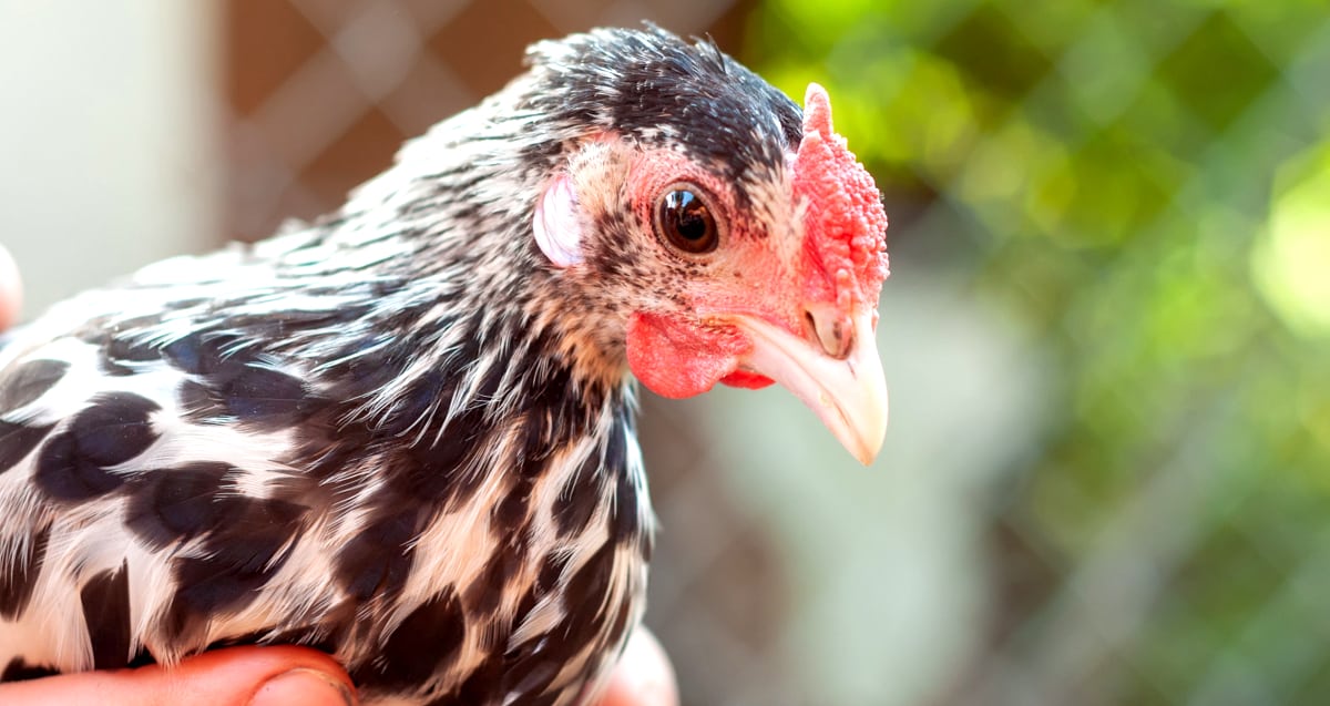 Galinha da raça silver-spangled hamburgs