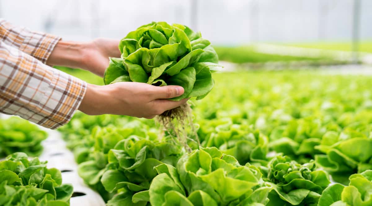 Hortaliça produzida em uma horta hidropônica
