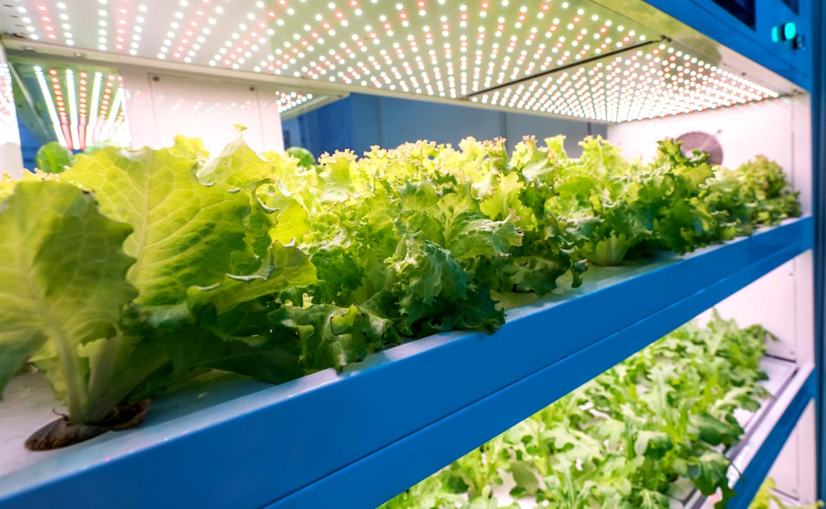 Horta hidropônica que usa iluminação artificial em sistema LED