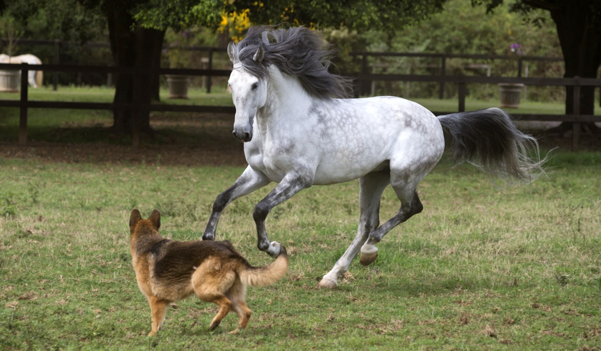 Cavalo lusitano em galope ao lado de um cachorro