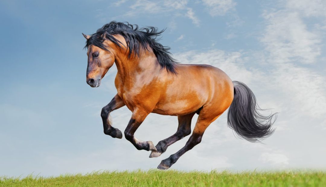 Cavalo lusitano: características da raça