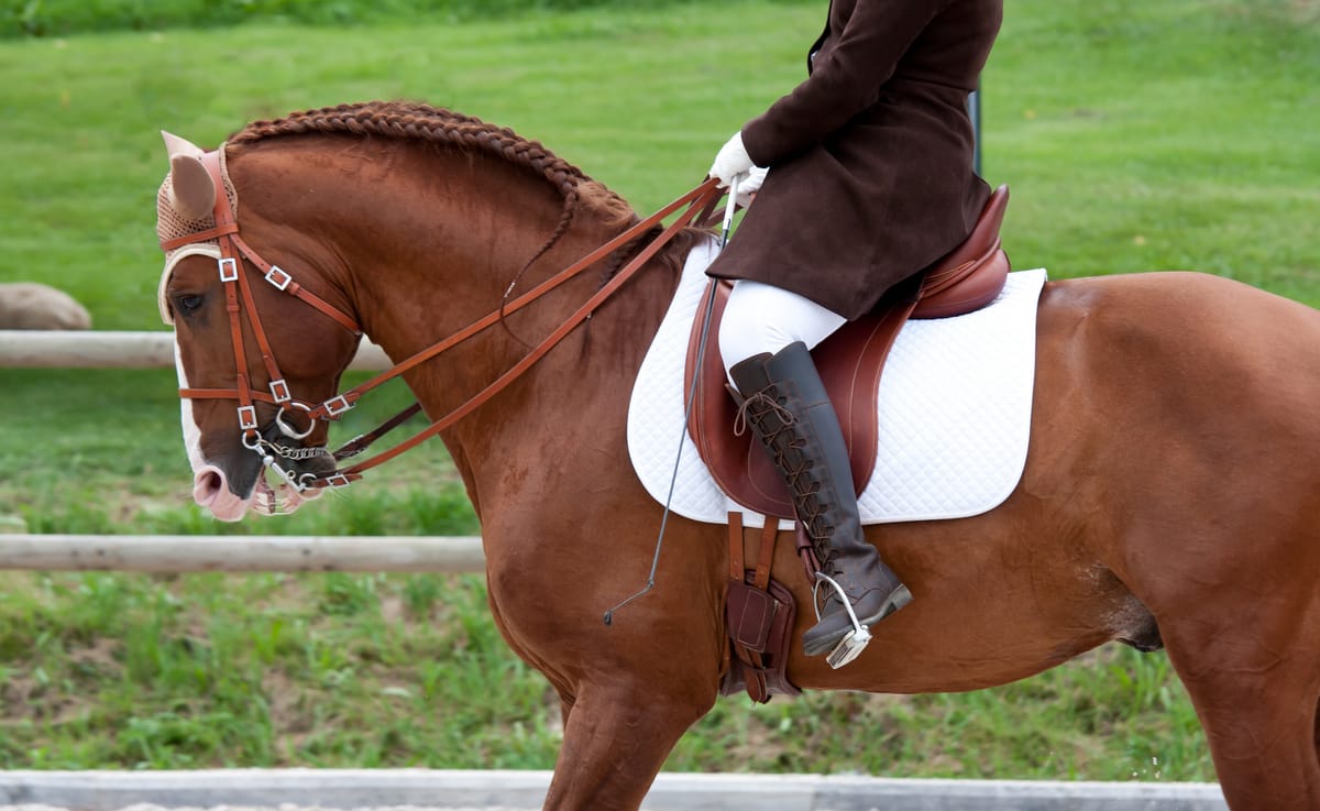 Cavalo lusitano em trabalho de equitação