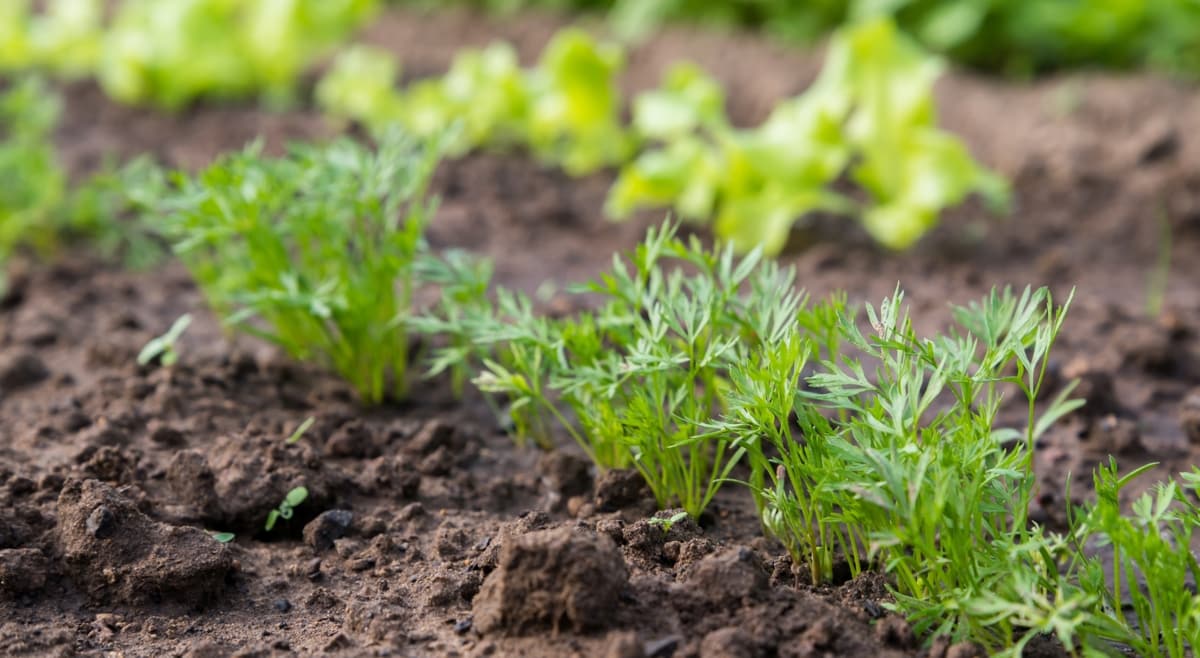 Plantar cenoura com pequenas mudas