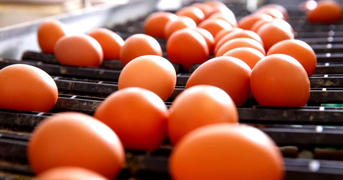 Ovos produzidos por galinhas poedeiras