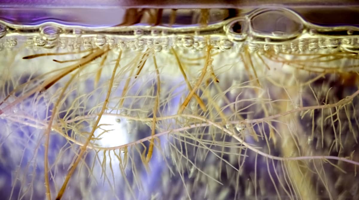 Raízes de plantas em sistema de hidroponia