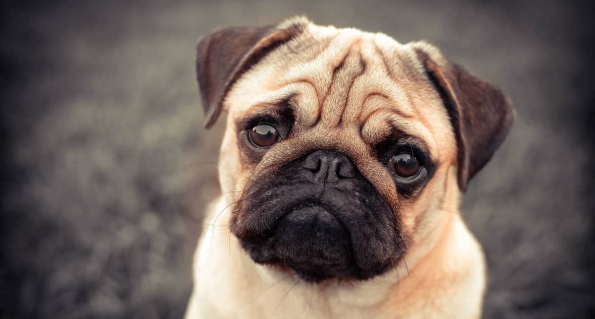 Raças de cachorro pug