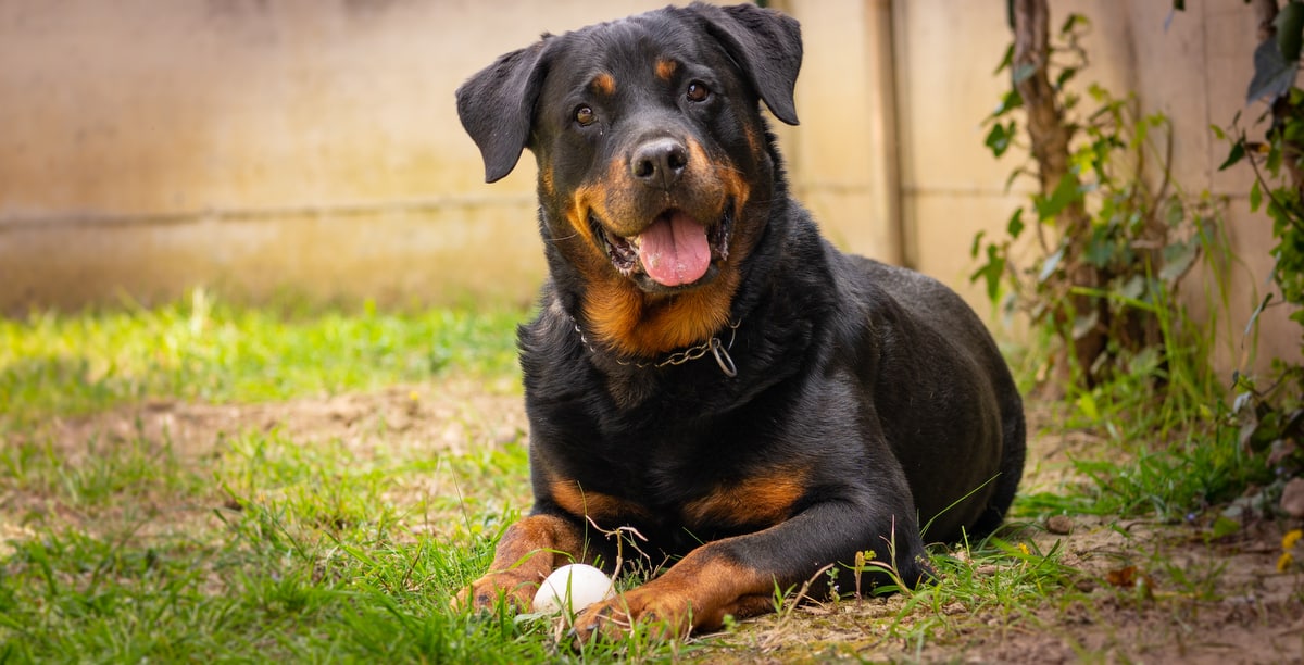 Cão rottweiler no quintal