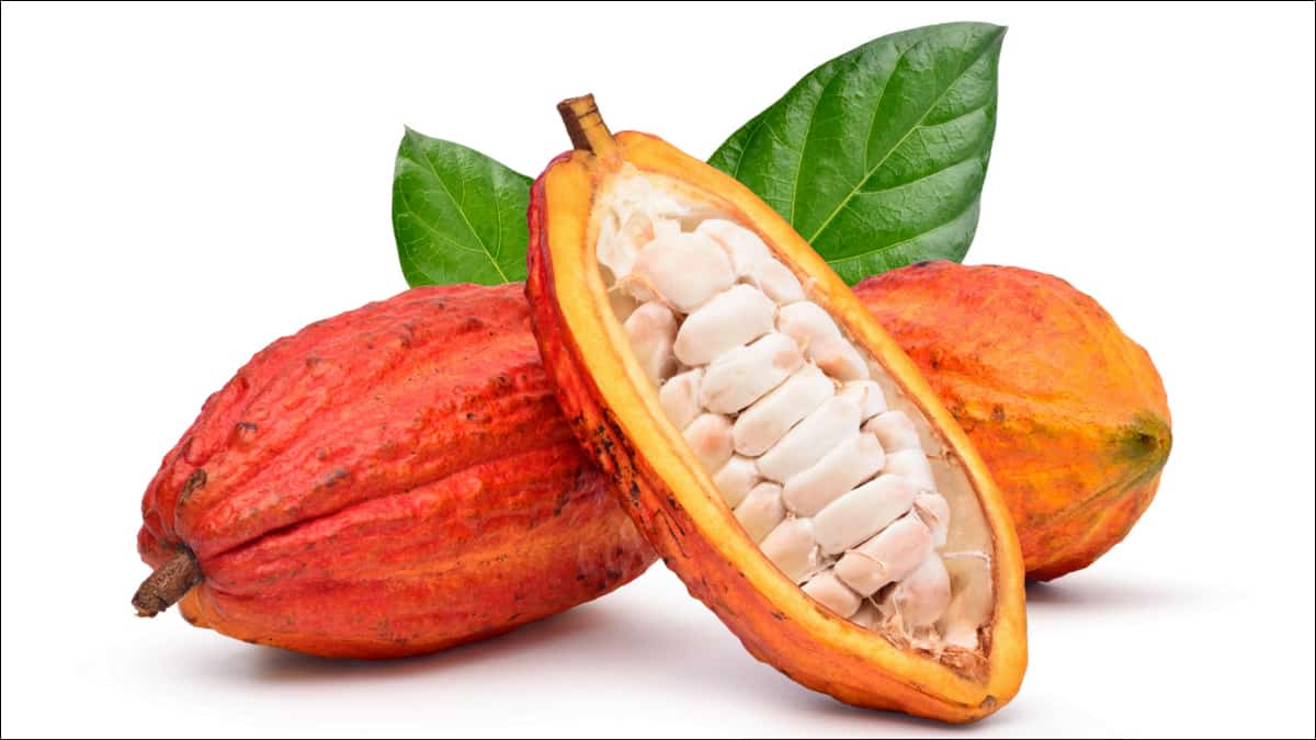 Frutos do cacaueiro representando a produção brasileira
