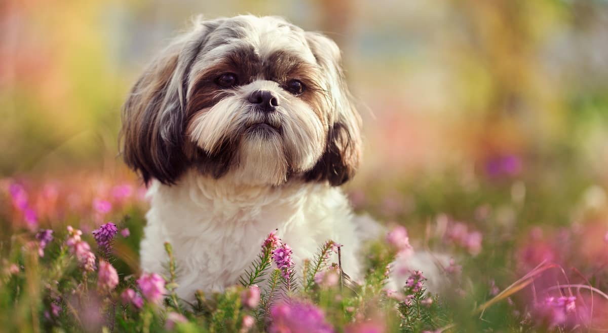 Cachorro raça shih tzu no quintal