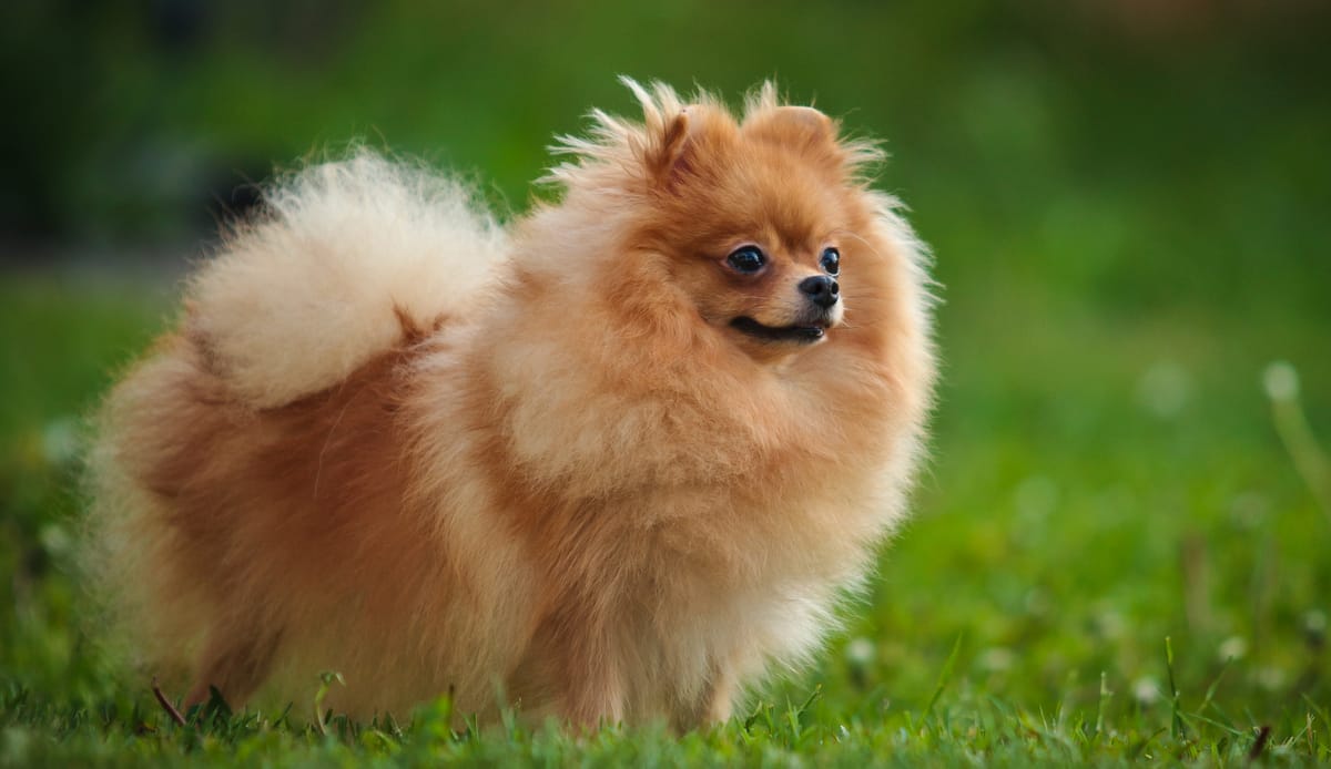 Raças de cachorro spitz alemão