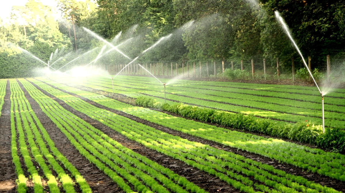 Lavoura com sistema de irrigação