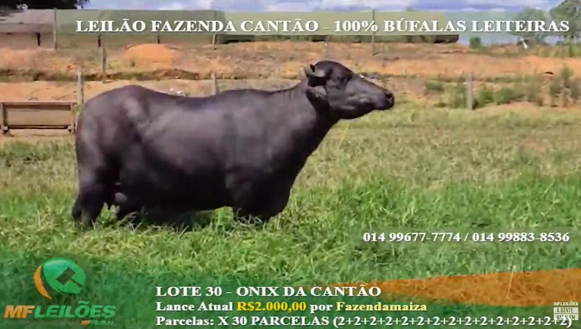 Leilao online com a búfala Ônix