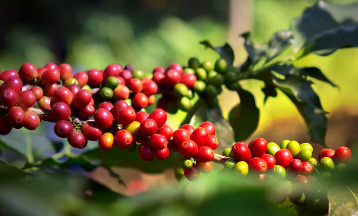 Frutos de café arábica