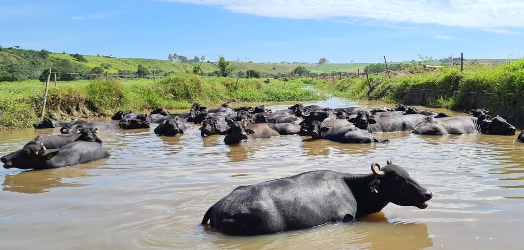 Criação de búfalos em área alagada.