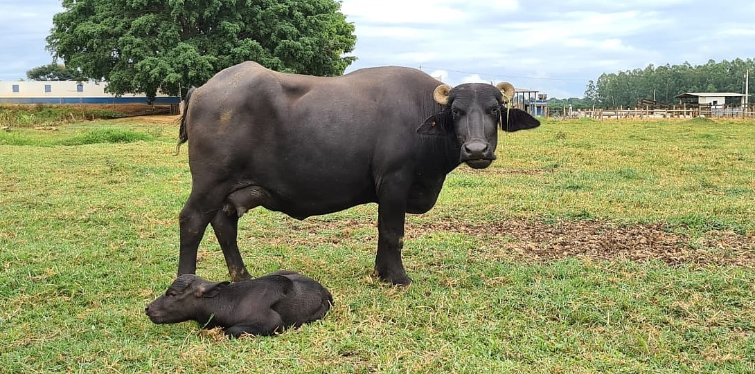 Búfalas leiteiras animal com bezerro