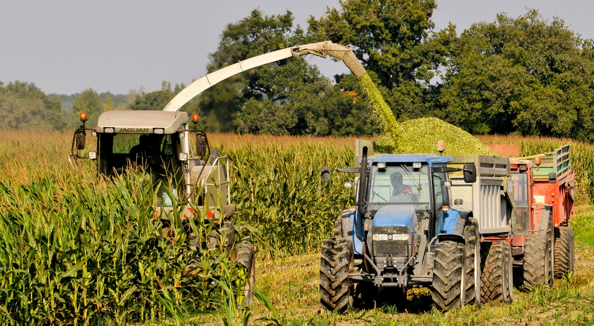 Colheita de milho para produção de silagem