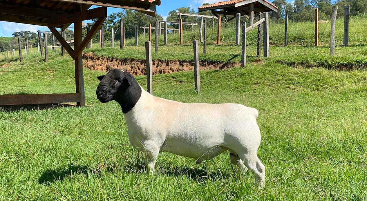 Ovino da raça dorper cabanha no pasto