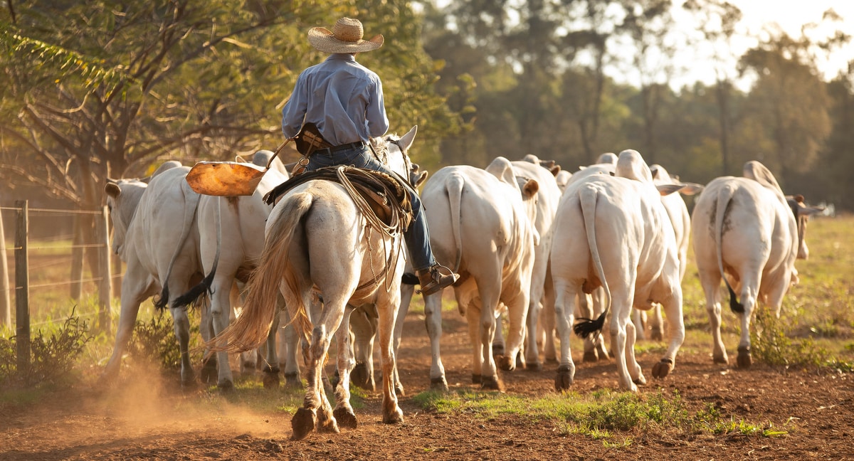 Funcionário de fazenda cuidando do gado