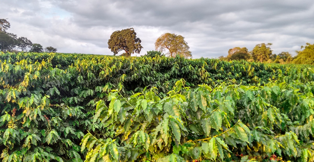 Área de plantio de café