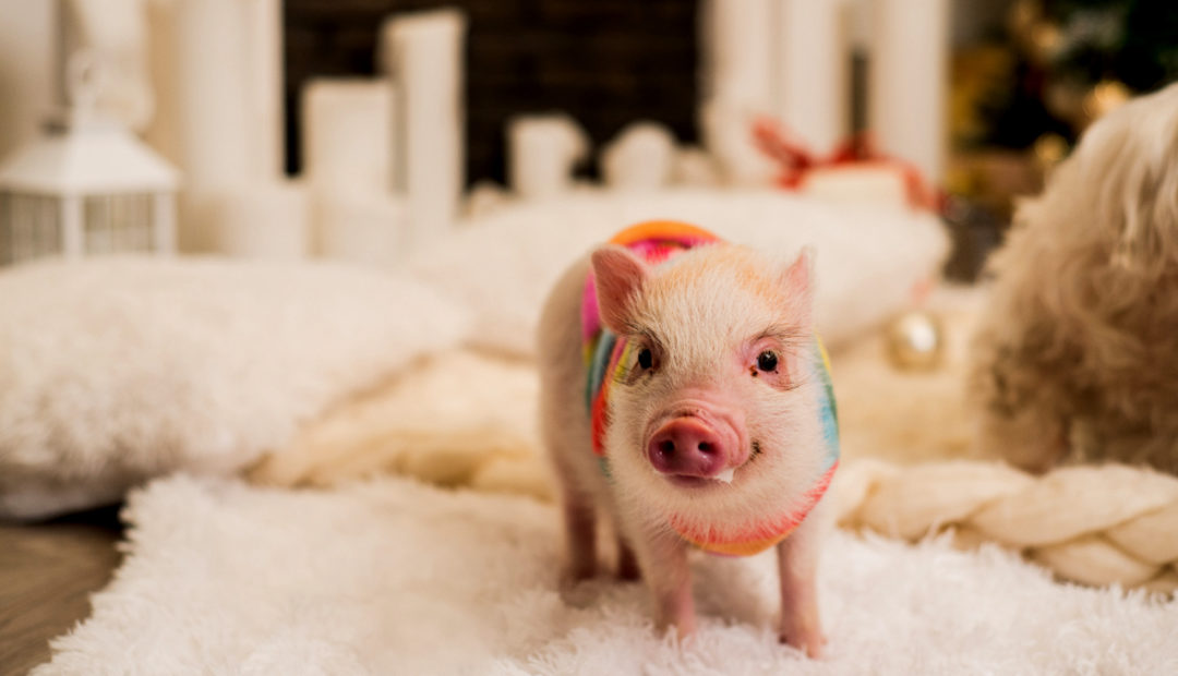 Mini porco: cuidados para criação em casa