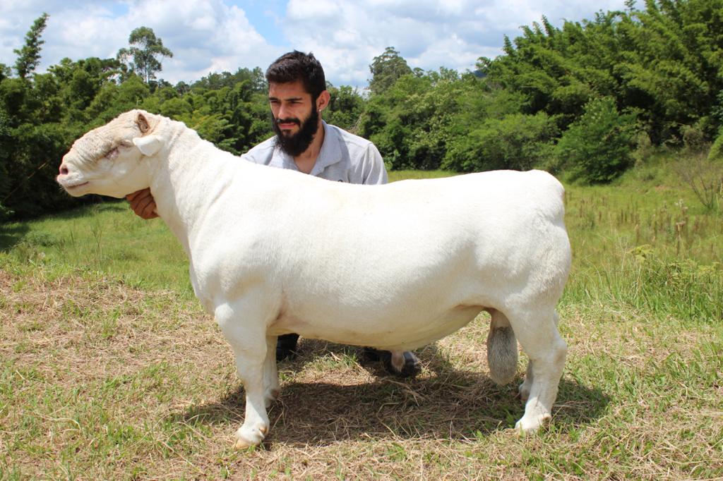 Ovino da raça white dorper no pasto