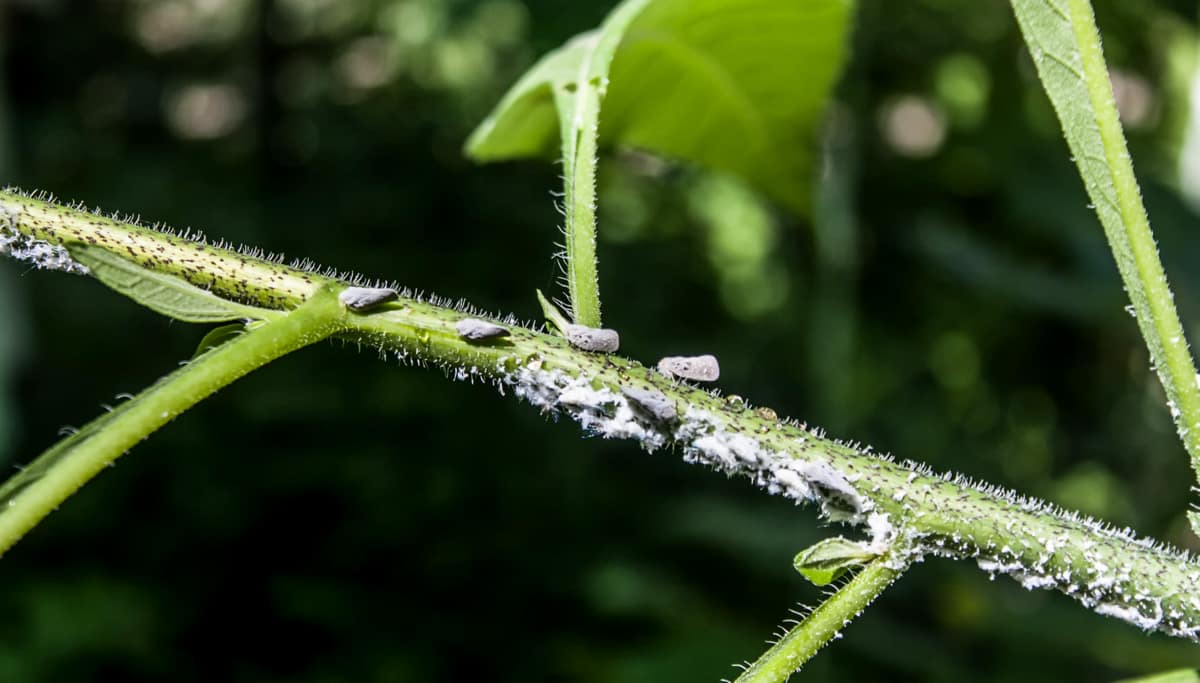 Lavoura infestada pela mosca-branca