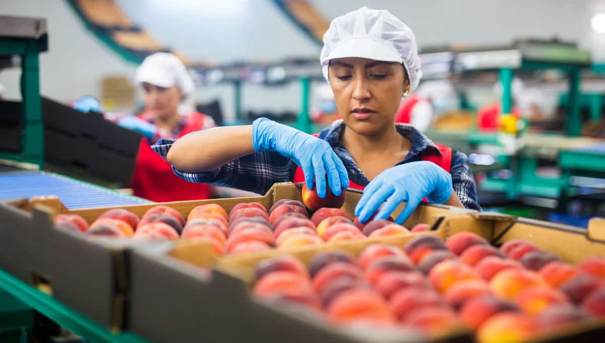 Funcionário verifica qualidade de fruta