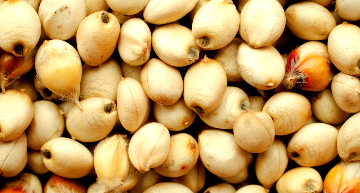 Grãos de sorgo para alimentação