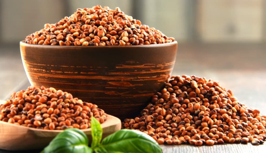 Sorgo: benefícios desse cereal à saúde humana