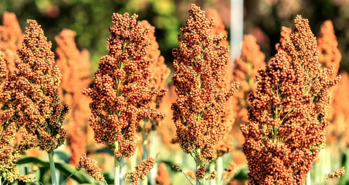 Sorgo no pé