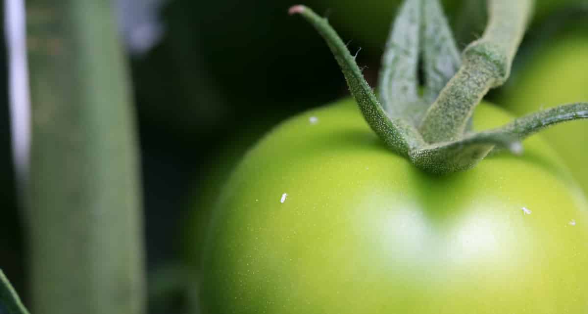 Tomate atacado pela mosca-branca