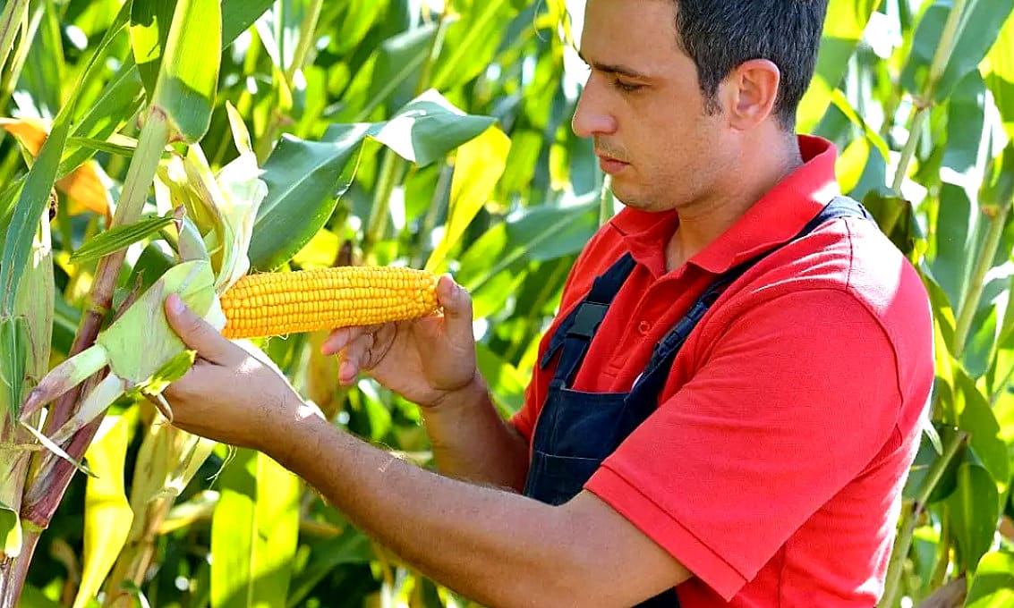 Agricultor analisando espiga de milho numa lavoura