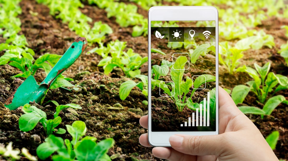 Celular usado em marketing digital no agronegócio