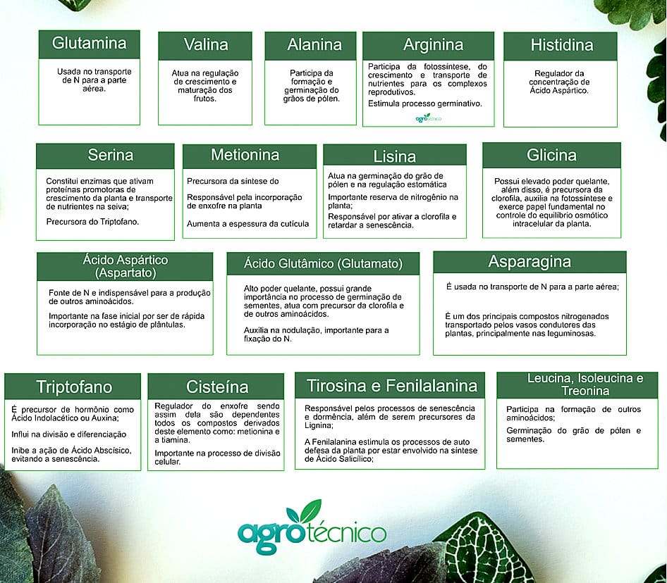 Tabela completa de aminoácidos