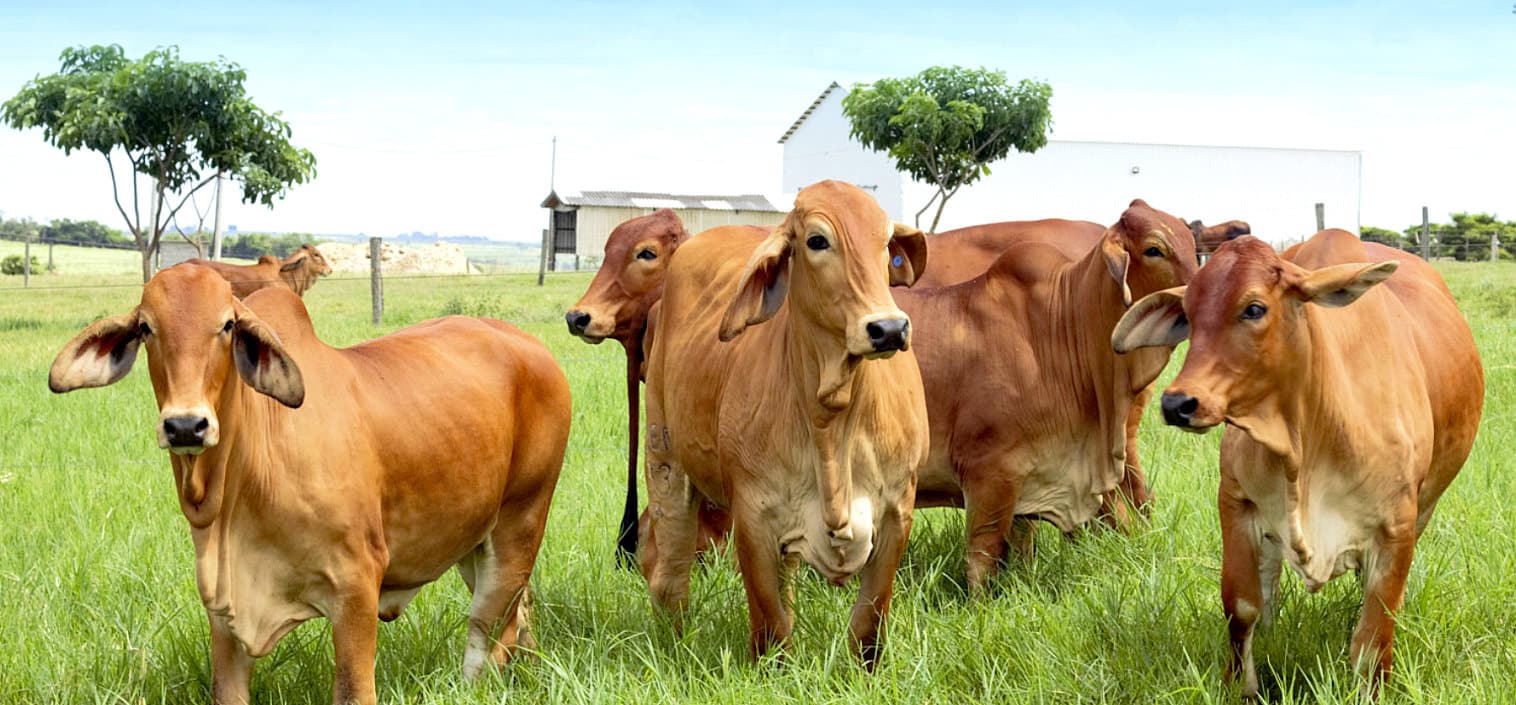 Gado criado na fazenda Terra Verde