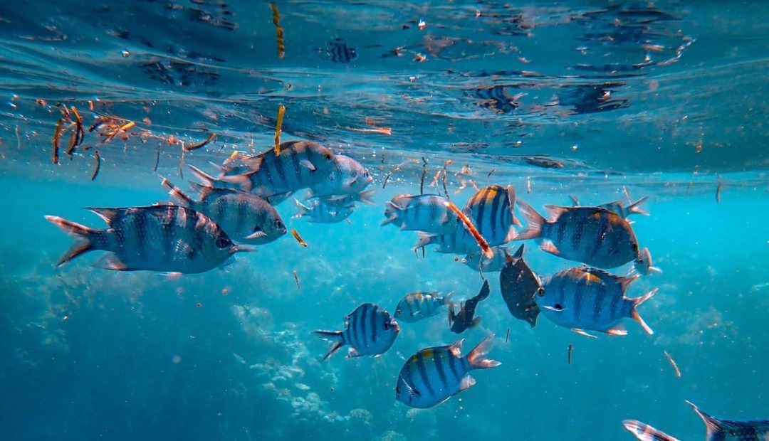 Aquicultura Sustentável não é uma tendência, é uma necessidade