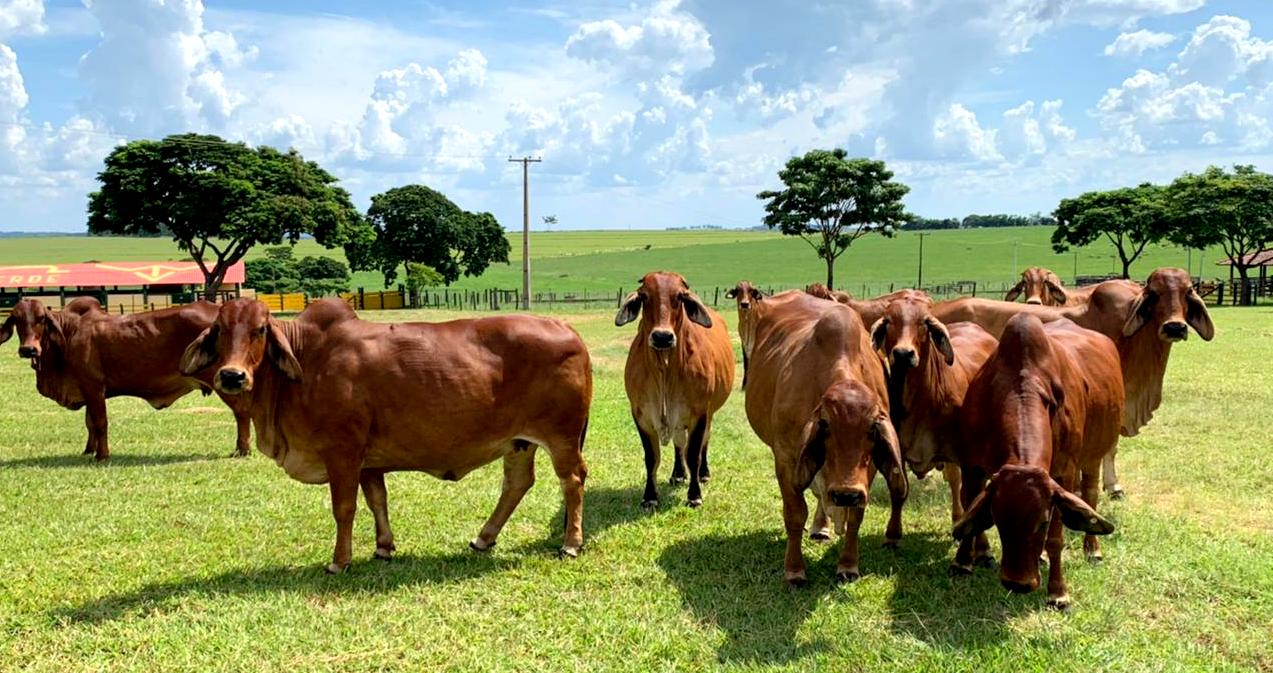 Gado da raça red brahman no pasto