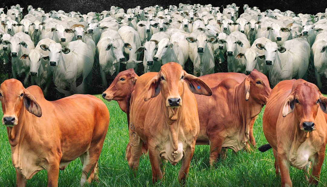 Red brahman e nelore: melhoramento genético é destaque em leilão