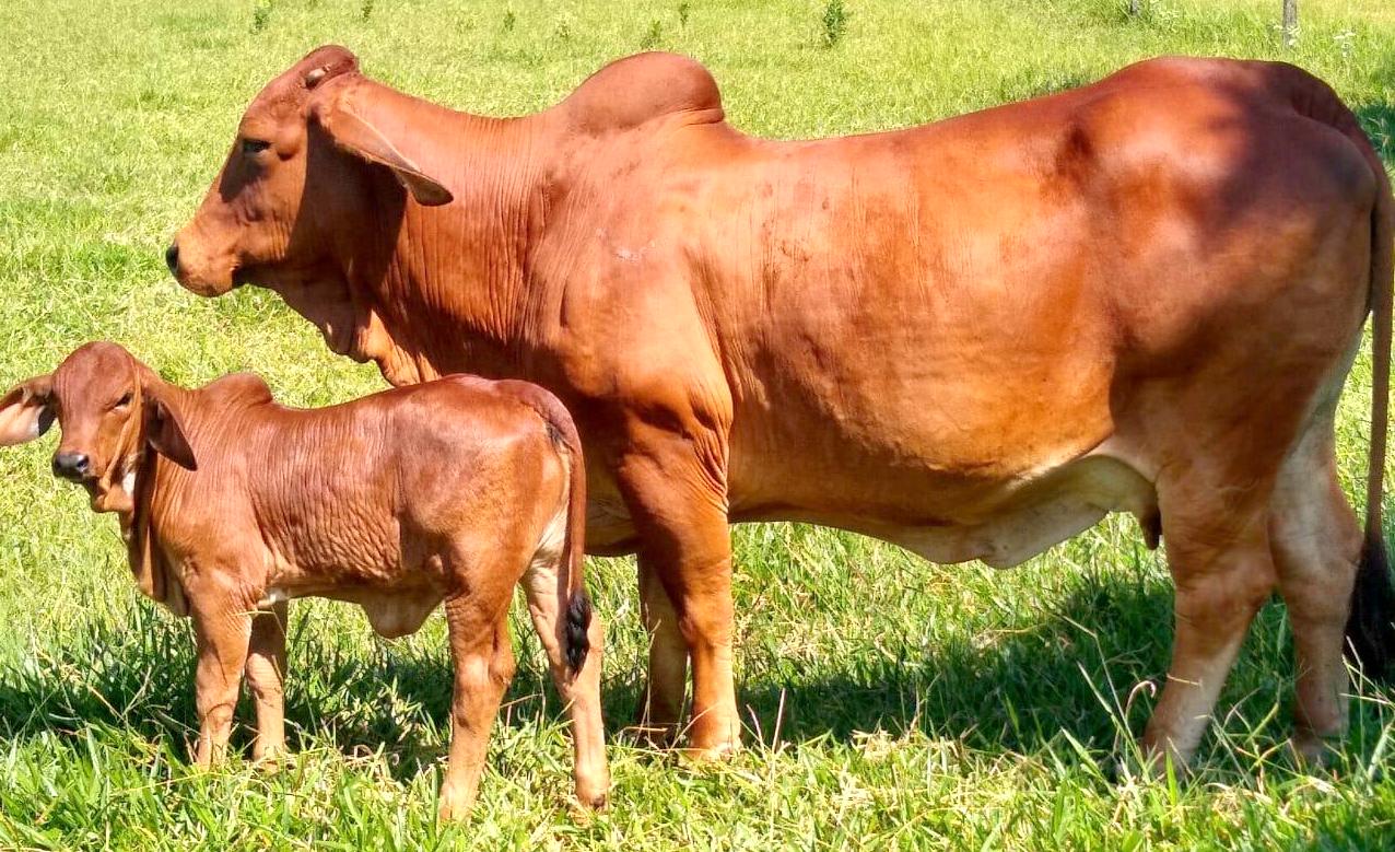 Vaca e bezerro no pasto