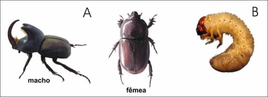 Figuras mostram a larva coró das pastagens