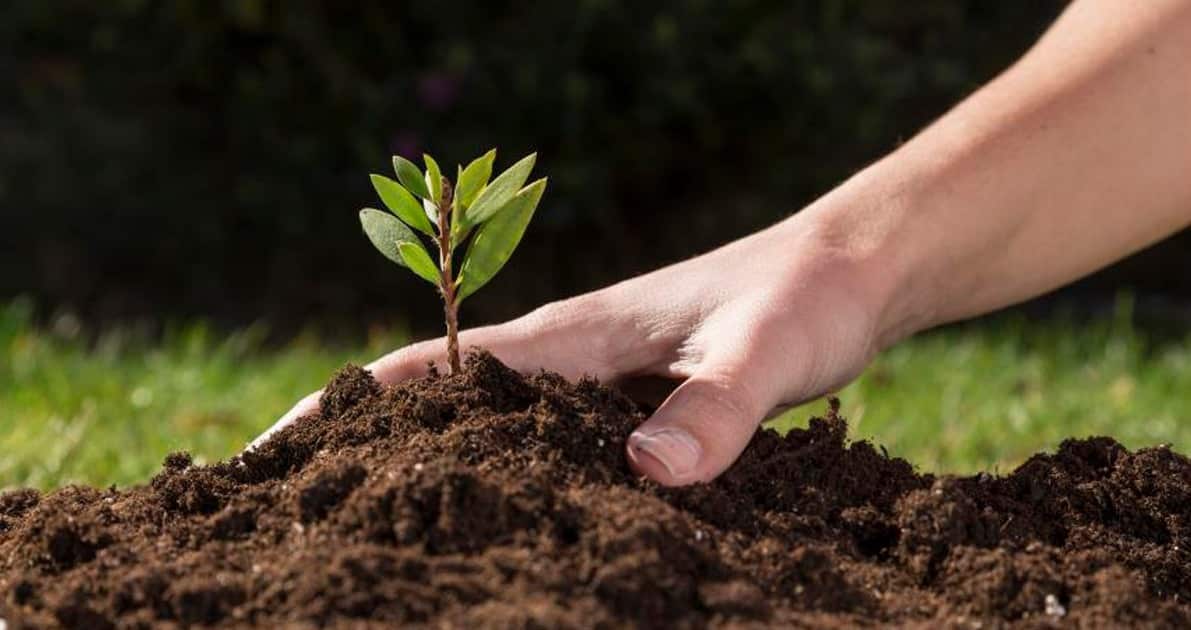 Estratégia no campo vai além de um bom plantio