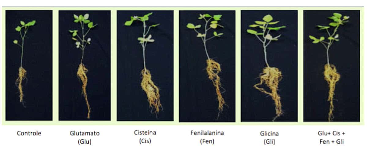 Tabela de aminoácidos nas plantas de soja