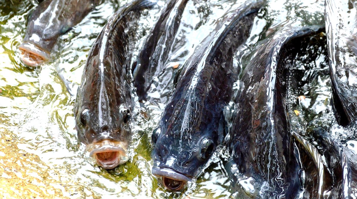 Aquicultura com a criação de tilápias