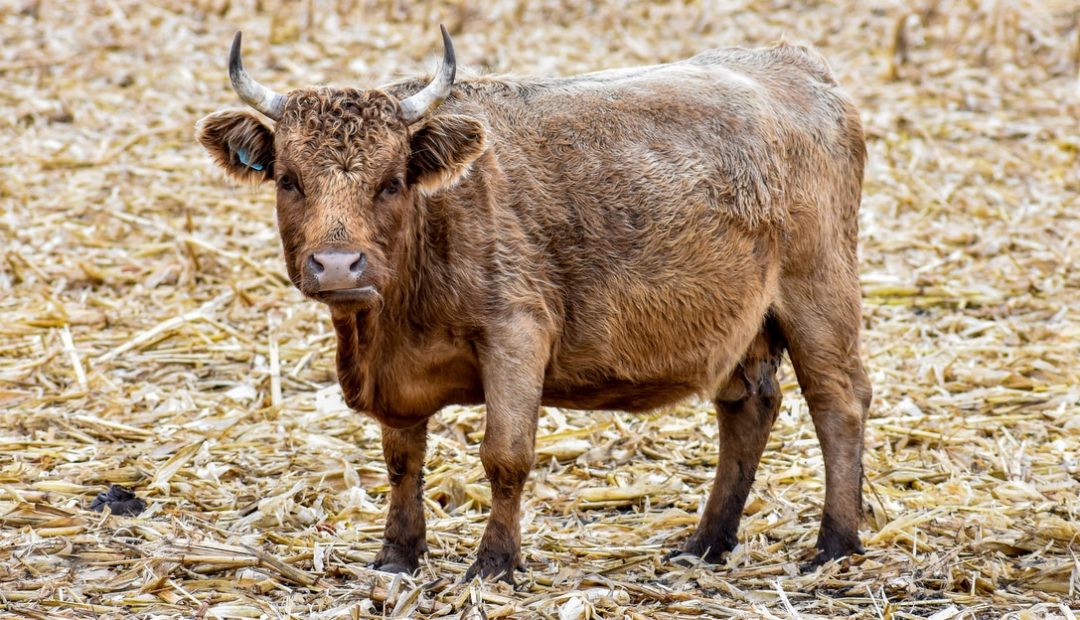 Como criar mini vacas e suas vantagens