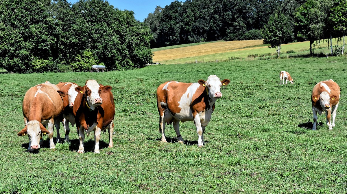 Pequeno rebanho de vacas leiteiras