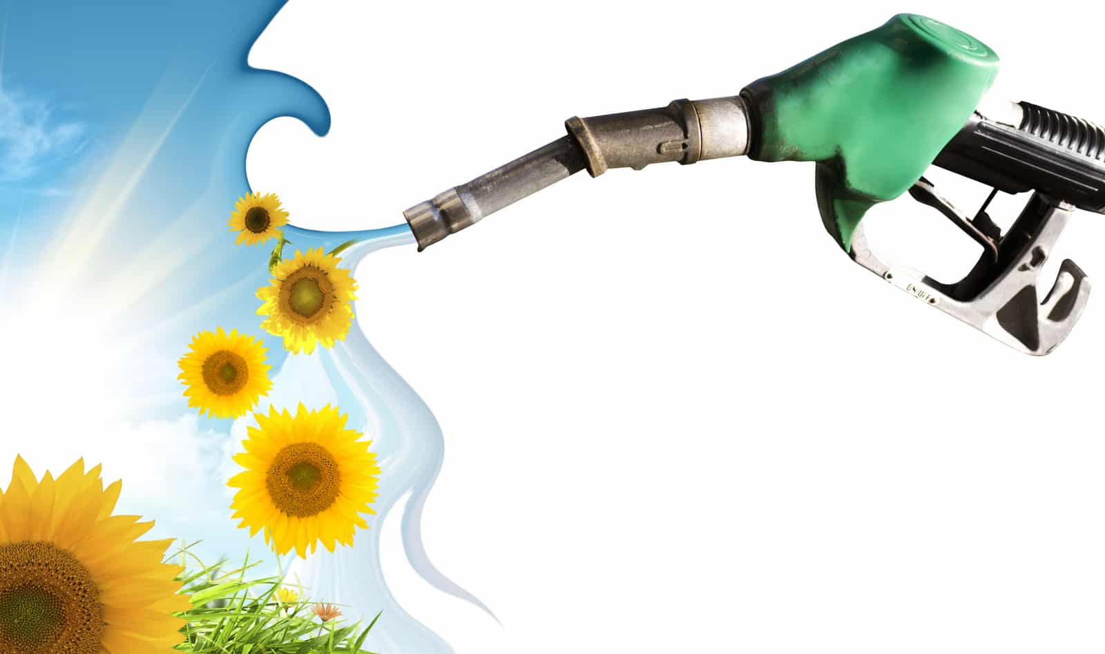 Biodiesel produção com girassol
