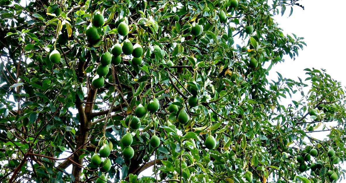 Abacateiro carregado de frutos
